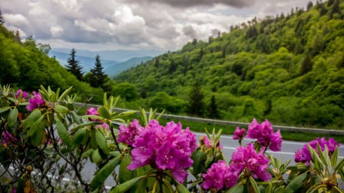 Smoky mountain wildflowers rhododendron near clingmans dome in east tennessee