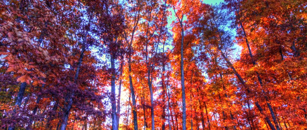Vibrant orange trees in fall autumn smoky mountains tennessee