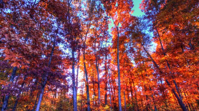 Vibrant orange trees in fall autumn smoky mountains tennessee