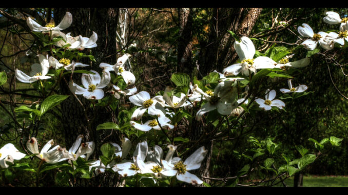 Tennessee white dogwood tree flower bloom in spring