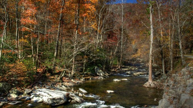 Smoky mountain river calm stream with rocks in autumn fall leaves nature