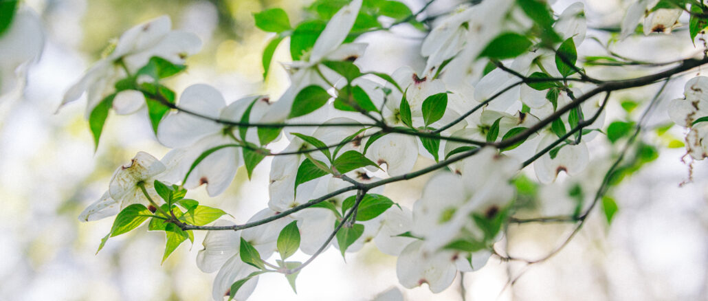 White dogwood tree blooming in knoxville tennessee on the dogwood trail in spring time