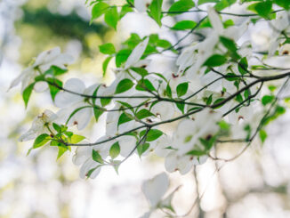 White dogwood tree blooming in knoxville tennessee on the dogwood trail in spring time