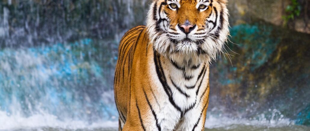 Tiger standing in water with waterfall behind at knoxville zoo tennessee